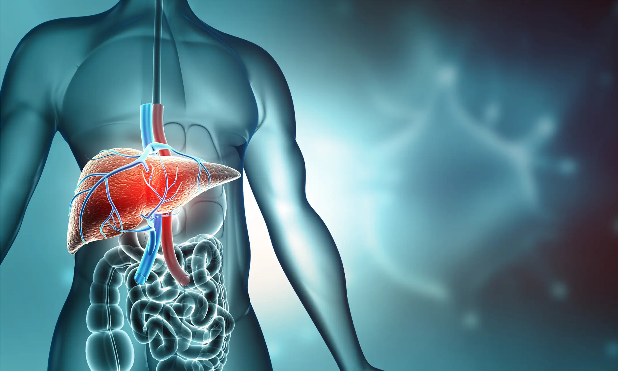 Un rendering tridimensionale di un uomo in cui si vedono in trasparenza stomaco, intestino, ma soprattutto il fegato, evidenziato in rosso.